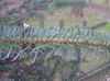 Stem with leaves