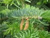 Downward pointing smaller orangish male cones and needles.