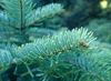 Green needles on a branch tip.
