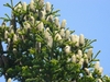 Upright light brown larger female cones on branch tips on canopy