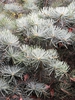 Close up of needles