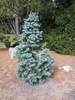 Compact white form