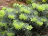 The lime green needles of new growth on a stem tip