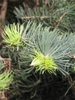 Abies alba 'compacta' Branch with new growth
