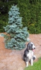 Abies concolor 'Compacta' White Fir form