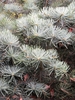 Close up of mature needles showing a bluish hue