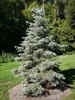 Conical habit with a blue green hue