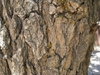 Abies concolor