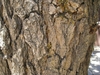 Brown knurled morphology of a mature bark