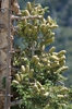 Abies concolor