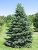 Conical habit