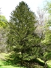 Coniferous habit of a mature tree