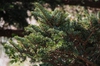 Abies firma branch