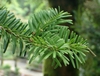 Closeup of short flat green