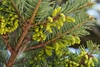 Light green young cones pointing downwards on stems