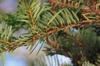 Abies firma needles