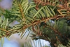 Underside of flat needles showing brown stem.