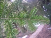 Opposite stems on a branch