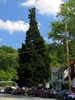 Mature tree with conical mounded habit in an urban setting