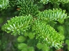 Short flat green needles on the stem tip.
