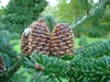 Upright brown cones with conspicuous bracts with curled tips