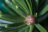 Close up of a brown round leaf bud
