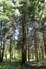 Older tree form