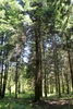 Older tree showing bare trunk and shed lower branches