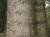 Bark close up