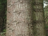 Closeup of trunk showing flaky greenish bark