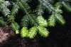 Foliage and new growth