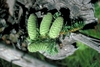 Elongated oval lime green cones
