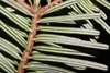 Brown stem and white stripped underside of needles