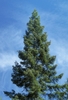 Conical habit of a mature tree