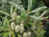Light green upright cones