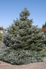 Conical habit