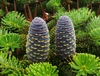 Bluish upright cones with white brachts.