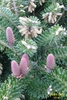 Upright pinkish cones