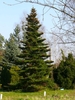 Conical habit with pinkish cones.