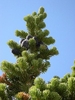 Form