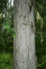 Light green nark with vertical brown cracks