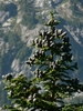 Form with cones