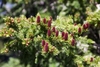 Reddish upright cones on branches.
