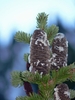 Dark blue upright cones