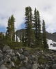 Native habitat