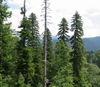 Tall vertical habit of mature trees in a forest view