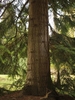Lower part of a large trunk .