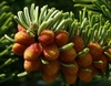 Small brownish orange rounded raspberry-like cones
