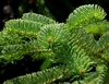 Short green slightly curled needles with whitish margins