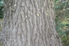 Corky appearance of the bark of a mature tree